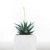 cactus-plant-white-leaf-flower-pot-49084-pxhere.com