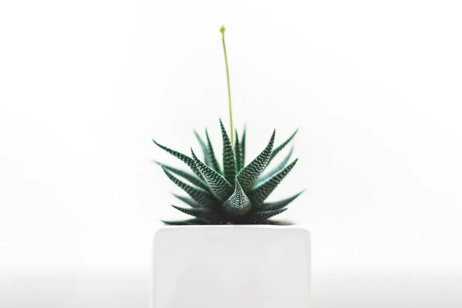 cactus-plant-white-leaf-flower-pot-49084-pxhere.com
